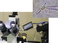 Patch clamp.
