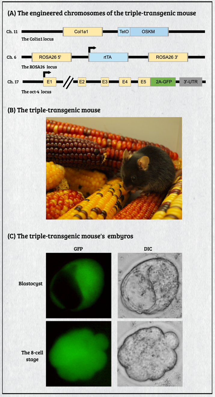 The versatile genome manipulation platforms