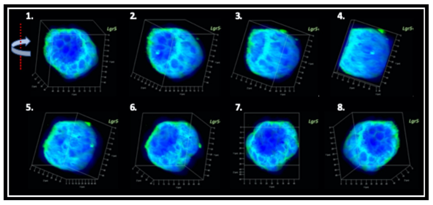 Generating the corneal endothelial organoid recapitulates the endogenous endothelial sheet